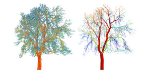 Forest inventory from terrestrial laser scanning point clouds